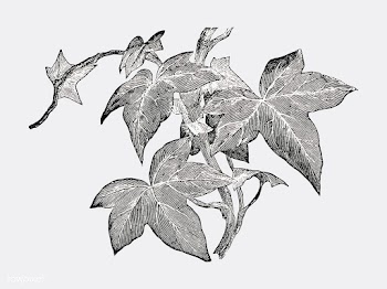 Vintage plants and leaves illustration | Free stock vector - 502613