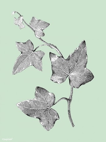Vintage plants and leaves illustration | Free stock vector - 502617