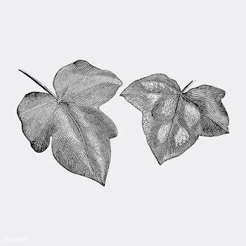 Vintage plants and leaves illustration | Free stock vector - 502618