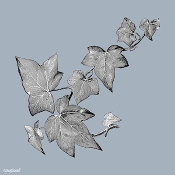 Vintage plants and leaves illustration | Free stock vector - 502621