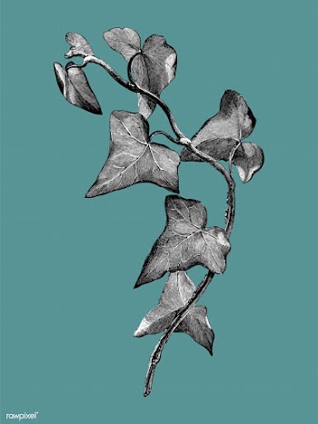 Vintage plants and leaves illustration | Free stock vector - 502625