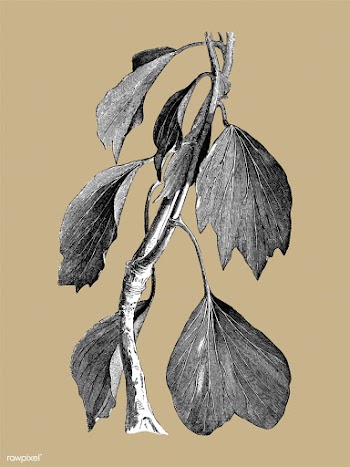 Vintage plants and leaves illustration | Free stock vector - 502626