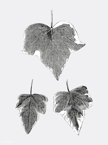 Vintage plants and leaves illustration | Free stock vector - 502631