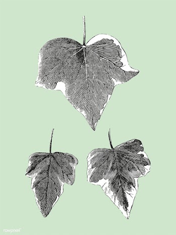 Vintage plants and leaves illustration | Free stock vector - 502634