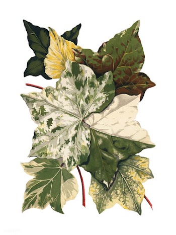 Vintage plants and leaves illustration | Free stock vector - 502635