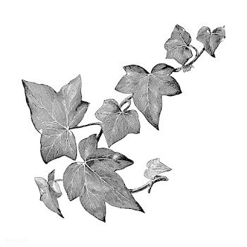 Vintage plants and leaves illustration | Free stock vector - 502638
