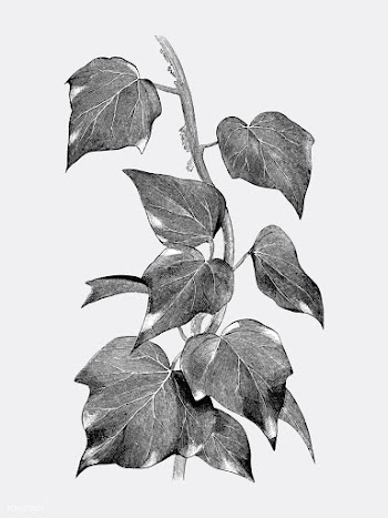 Vintage plants and leaves illustration | Free stock vector - 502642