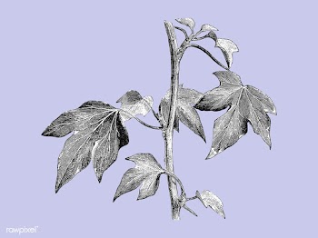 Vintage plants and leaves illustration | Free stock vector - 502646