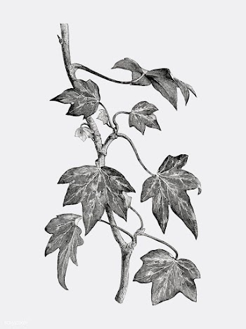 Vintage plants and leaves illustration | Free stock vector - 502651