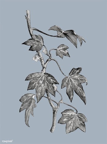 Vintage plants and leaves illustration | Free stock vector - 502652