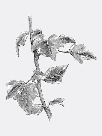 Vintage plants and leaves illustration | Free stock vector - 502653