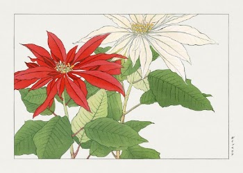 Vintage poinsettia flower, ukiyo e | Free Photo Illustration - rawpixel