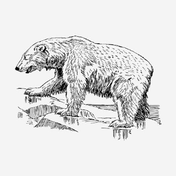 Vintage polar bear, wild animal | Free Photo Illustration - rawpixel