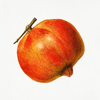 Vintage pomegranate illustration. Digitally enhanced illustration from.. | Free public domain illustration - 2297915