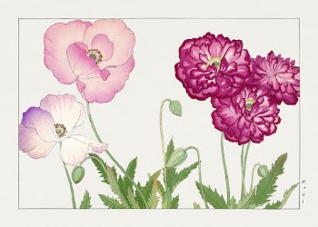 Vintage poppy flower, ukiyo e | Free Photo Illustration - rawpixel
