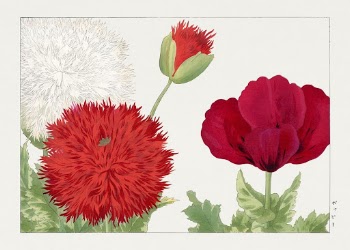 Vintage poppy flower, ukiyo e | Free Photo Illustration - rawpixel