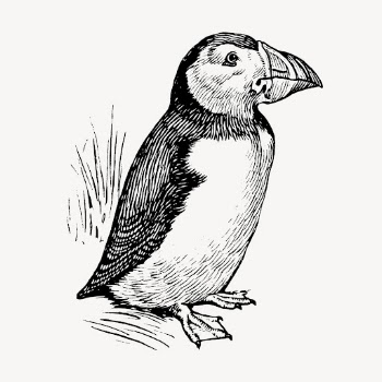 Vintage puffin, bird illustration vector. | Free Vector Illustration - rawpixel
