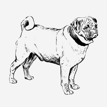 Vintage pug dog, animal illustration. | Free Photo Illustration - rawpixel