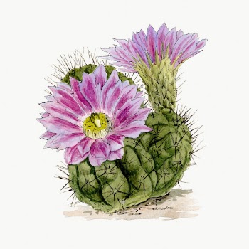 Vintage purple cactus illustration, classic | Free Photo Illustration - rawpixel
