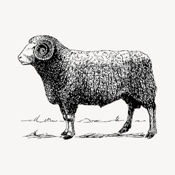 Vintage ram drawing, hand drawn | Free Vector - rawpixel