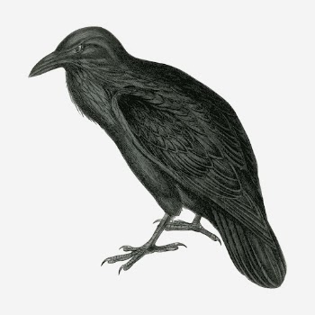 Vintage raven, animal illustration. Free | Free Photo Illustration - rawpixel