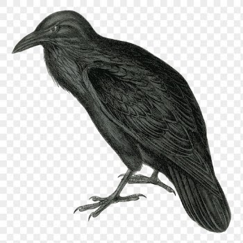 Vintage raven png, animal clipart, | Free PNG Illustration - rawpixel