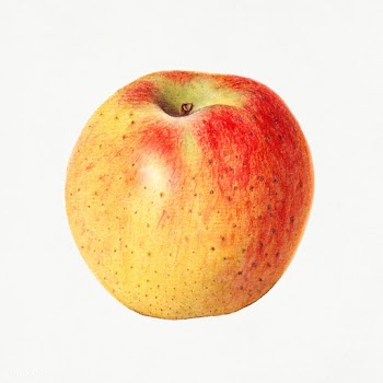 Vintage red apple illustration. Digitally enhanced illustration from U.. | Free public domain illustration - 2297756