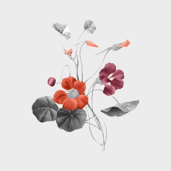Vintage red floral, botanical design, | Free Photo Illustration - rawpixel