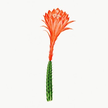 Vintage Red Rat's Tail cactus | Free Photo Illustration - rawpixel