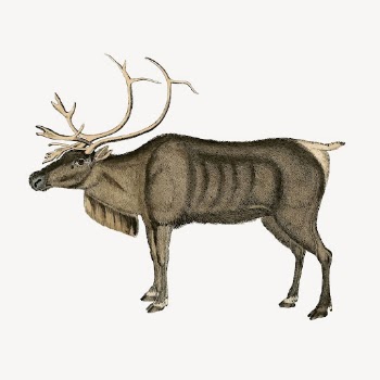 Vintage reindeer, animal clipart vector. | Free Vector Illustration - rawpixel
