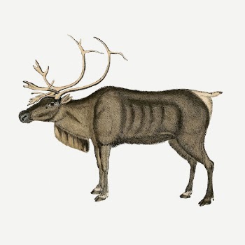 Vintage reindeer, animal illustration psd. | Free PSD Illustration - rawpixel