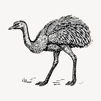Vintage rhea, bird illustration vector. | Free Vector Illustration - rawpixel