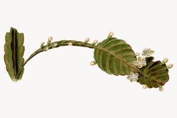 Vintage Rhipsalis Pachyptera illustration vector | Free Vector - rawpixel
