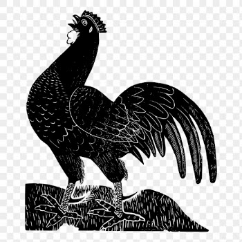 Vintage rooster png, animal clipart, | Free PNG Illustration - rawpixel