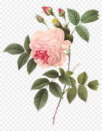 Vintage Rose Botanical Illustration - Vintage Rose Botanical Illustration