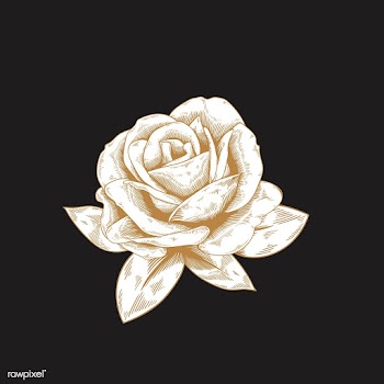 Vintage rose drawing | Free stock vector - 553238