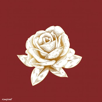 Vintage rose drawing | Free stock vector - 553244