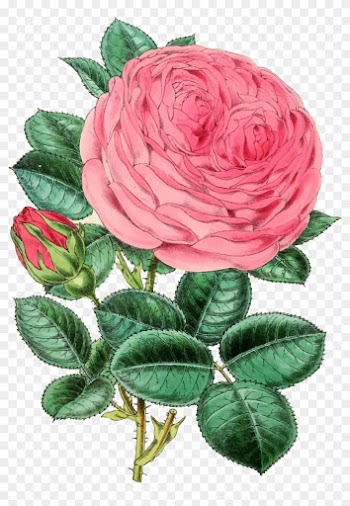 Vintage Rose Illustration 2 - Rose Pink Png Vintage