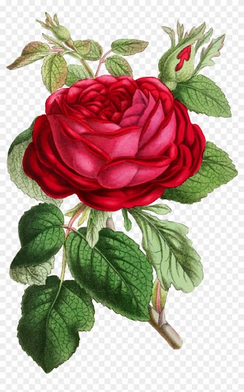 Vintage Rose Illustration - Vintage Rose Illustration
