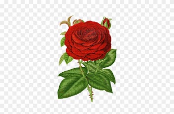 Vintage Rose - Vintage Rose Transparent