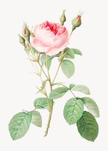 Vintage rosebush drawing | Free stock vector - 574297