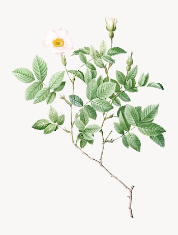 Vintage rosebush poster | Free stock vector - 574234