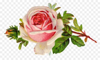 Vintage Roses: Beautiful Varieties for Home and Garden Centifolia roses Flower Clip art - Garden Party Cliparts 