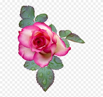 Vintage Roses Images 15, - Pink And White Rose