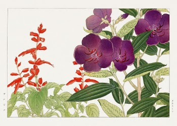 Vintage salvia & melastoma flower, | Free Photo Illustration - rawpixel