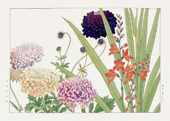Vintage scabiosa & montbretia flower, | Free Photo Illustration - rawpixel