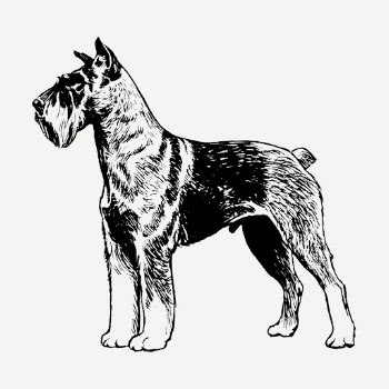 Vintage Schnauzer dog, animal clipart | Free PSD Illustration - rawpixel