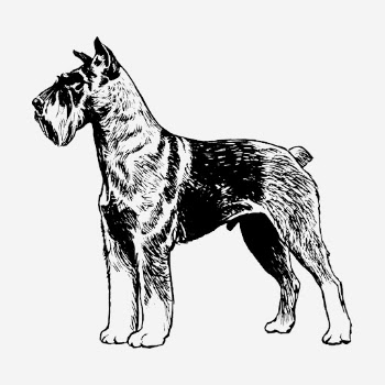 Vintage Schnauzer dog illustration. Free | Free Photo Illustration - rawpixel