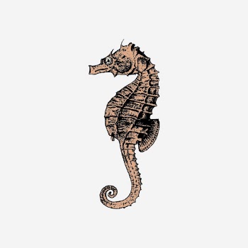 Vintage seahorse clipart, aquatic animal | Free Photo - rawpixel