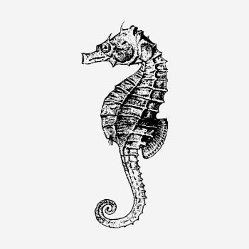 Vintage seahorse drawing clipart, aquatic | Free Photo - rawpixel